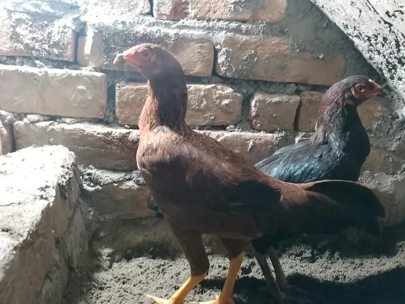3500 ma for sale — photo 2
