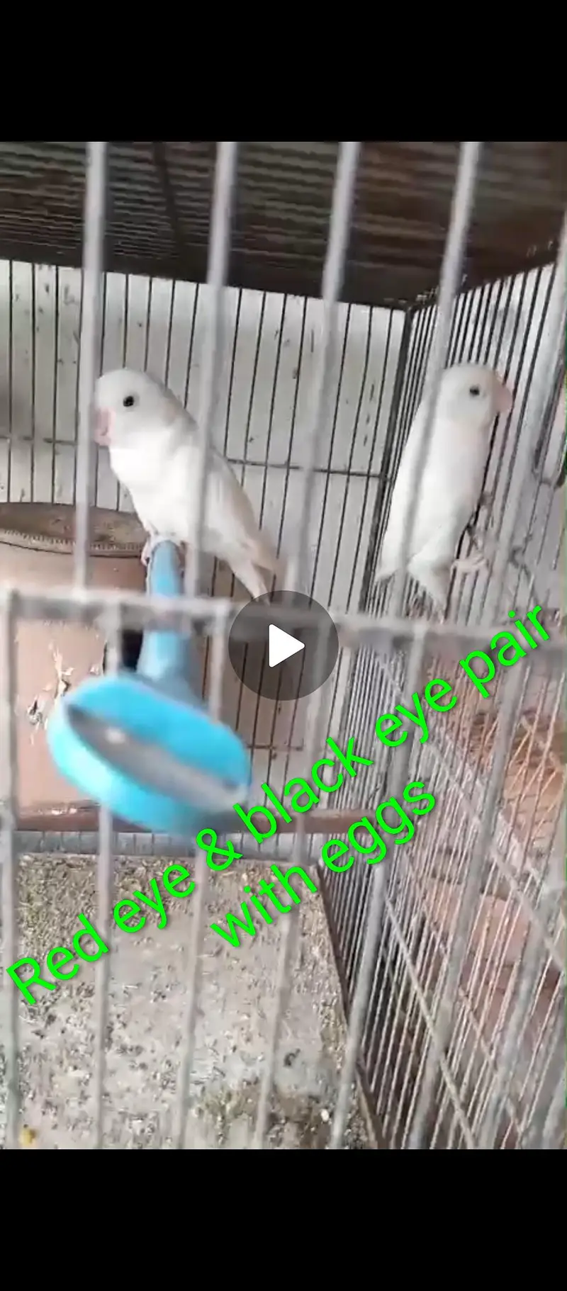 Lovebird Setup for Sale with Cage (NO OLX CHAT) — photo 2
