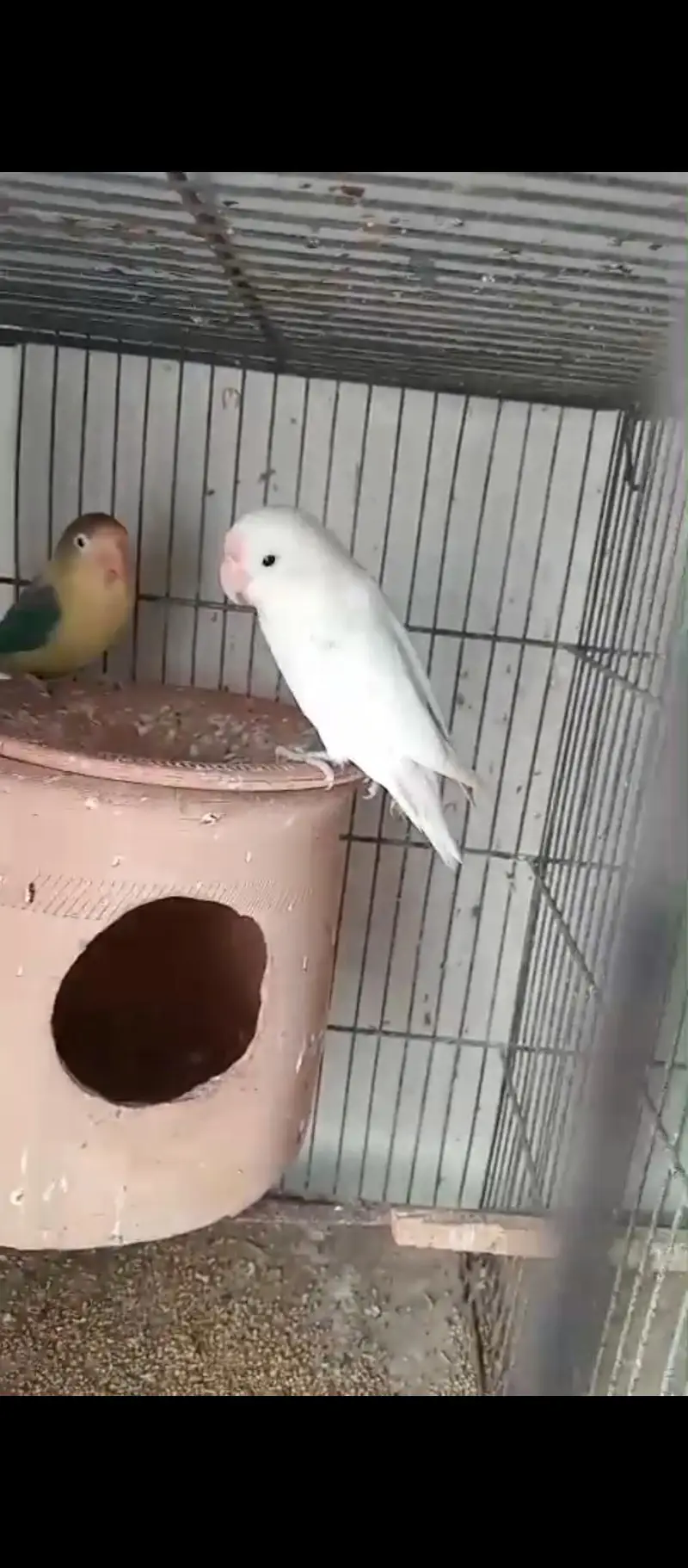 Lovebird Setup for Sale with Cage (NO OLX CHAT) — photo 3