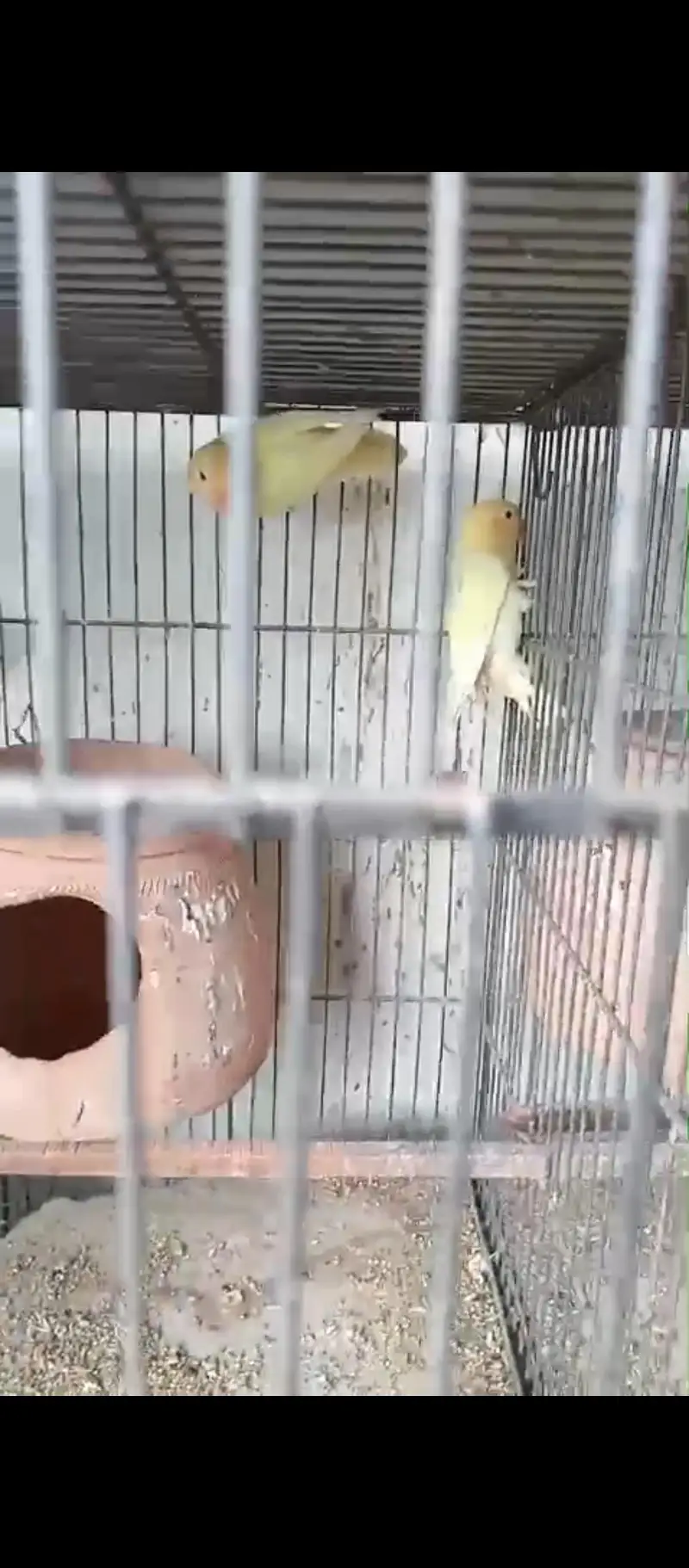 Lovebird Setup for Sale with Cage (NO OLX CHAT) — photo 4