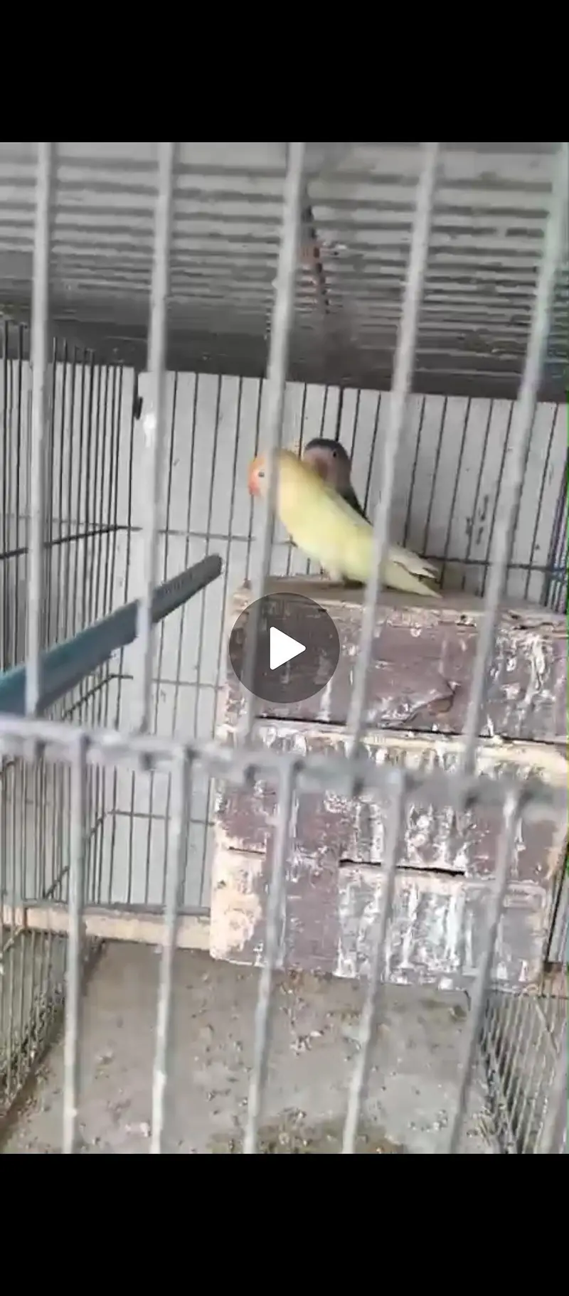 Lovebird Setup for Sale with Cage (NO OLX CHAT) — photo 5