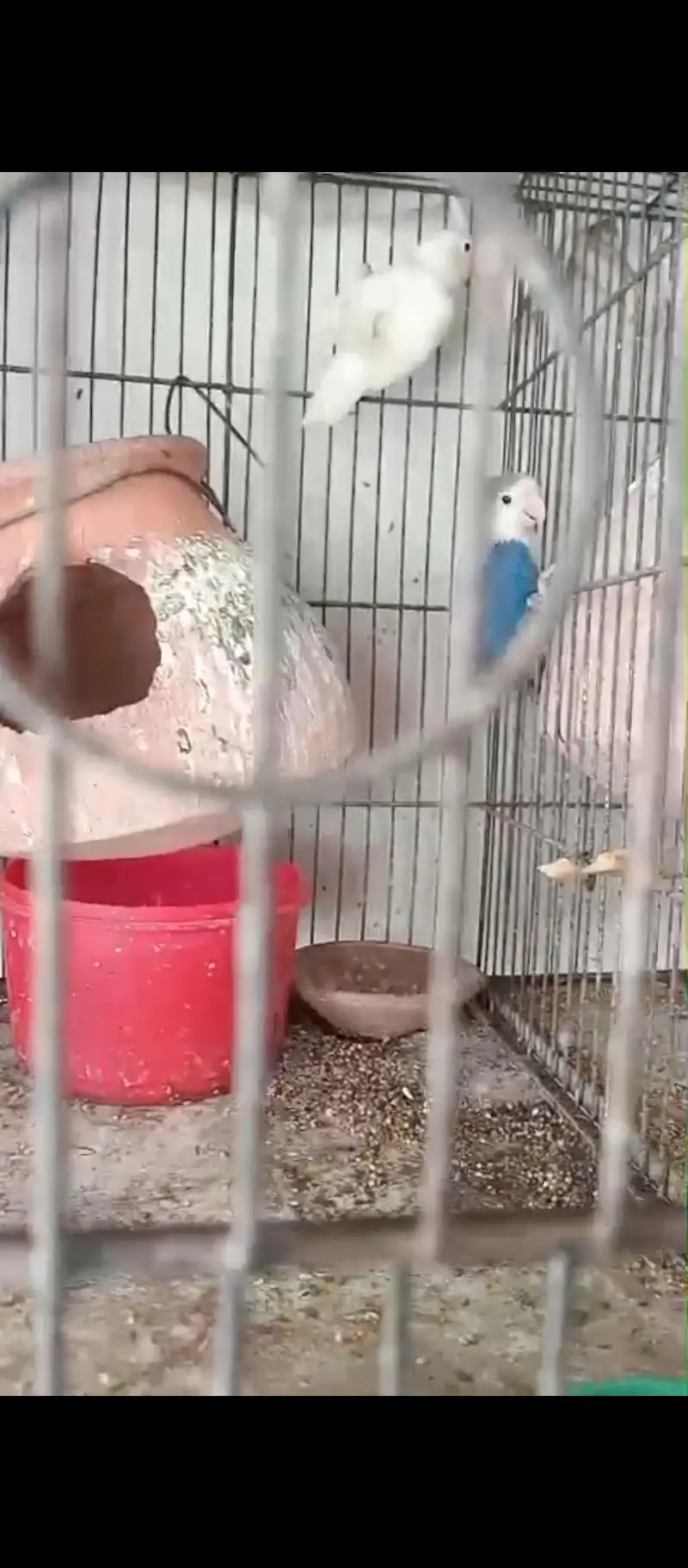 Lovebird Setup for Sale with Cage (NO OLX CHAT) — photo 6