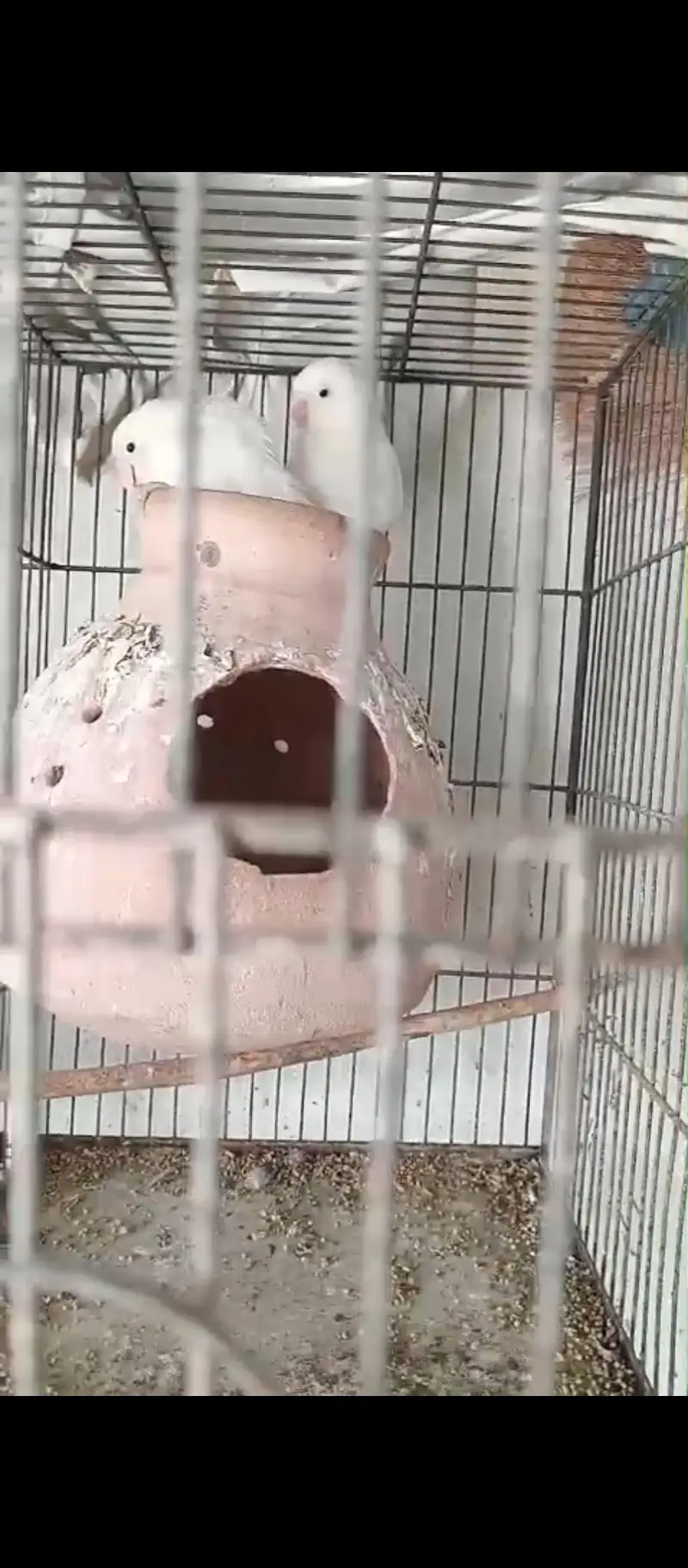 Lovebird Setup for Sale with Cage (NO OLX CHAT) — photo 7