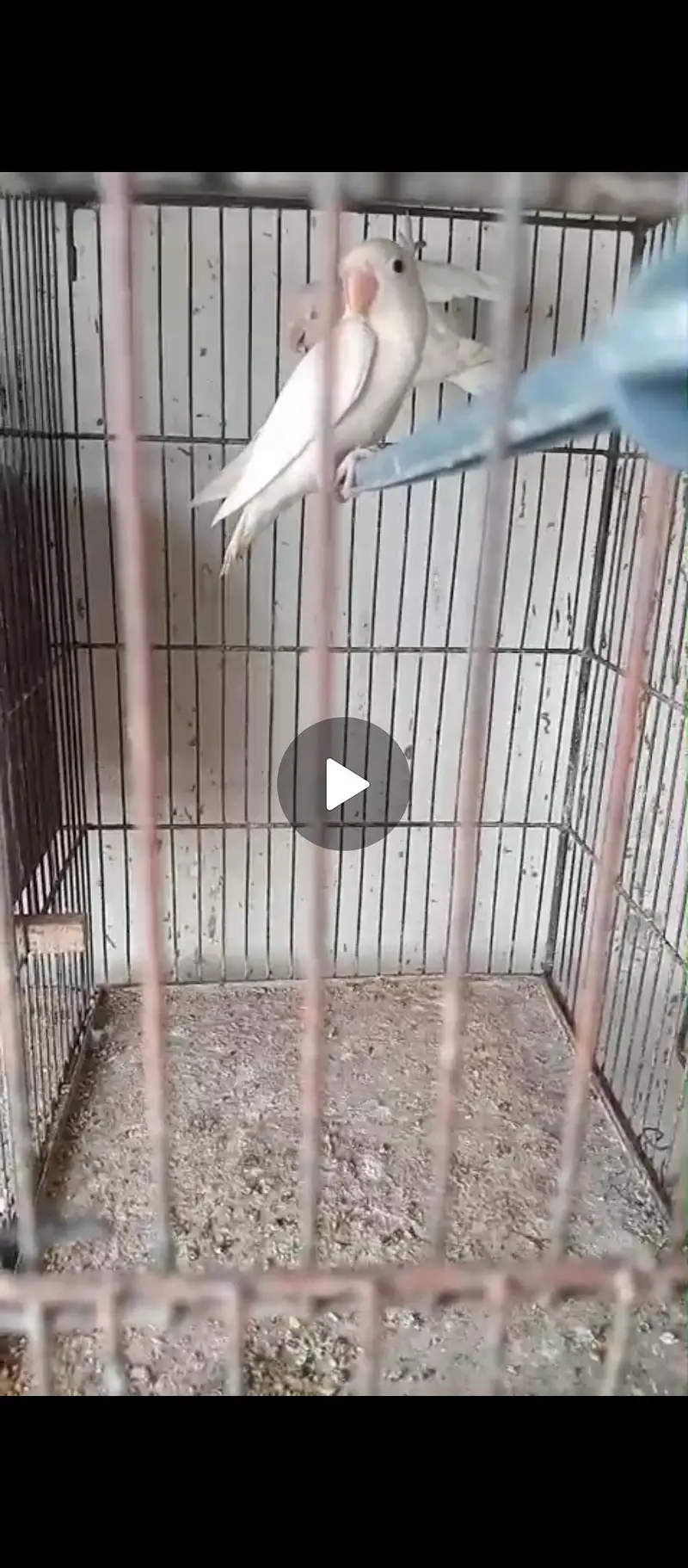 Lovebird Setup for Sale with Cage (NO OLX CHAT) — photo 8