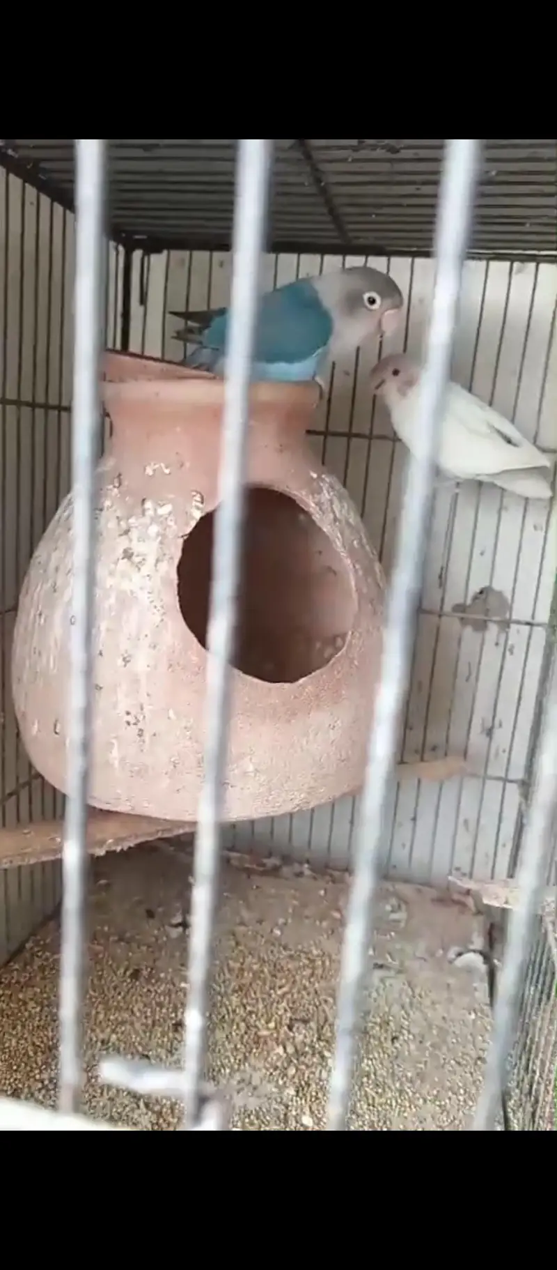 Lovebird Setup for Sale with Cage (NO OLX CHAT) — photo 9