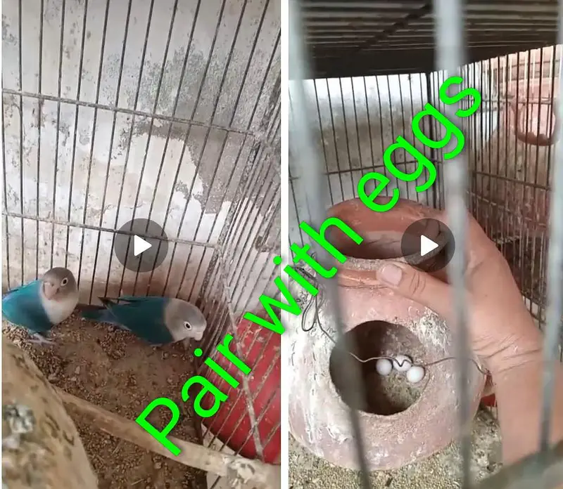 Lovebird Setup for Sale with Cage (NO OLX CHAT) — photo 10