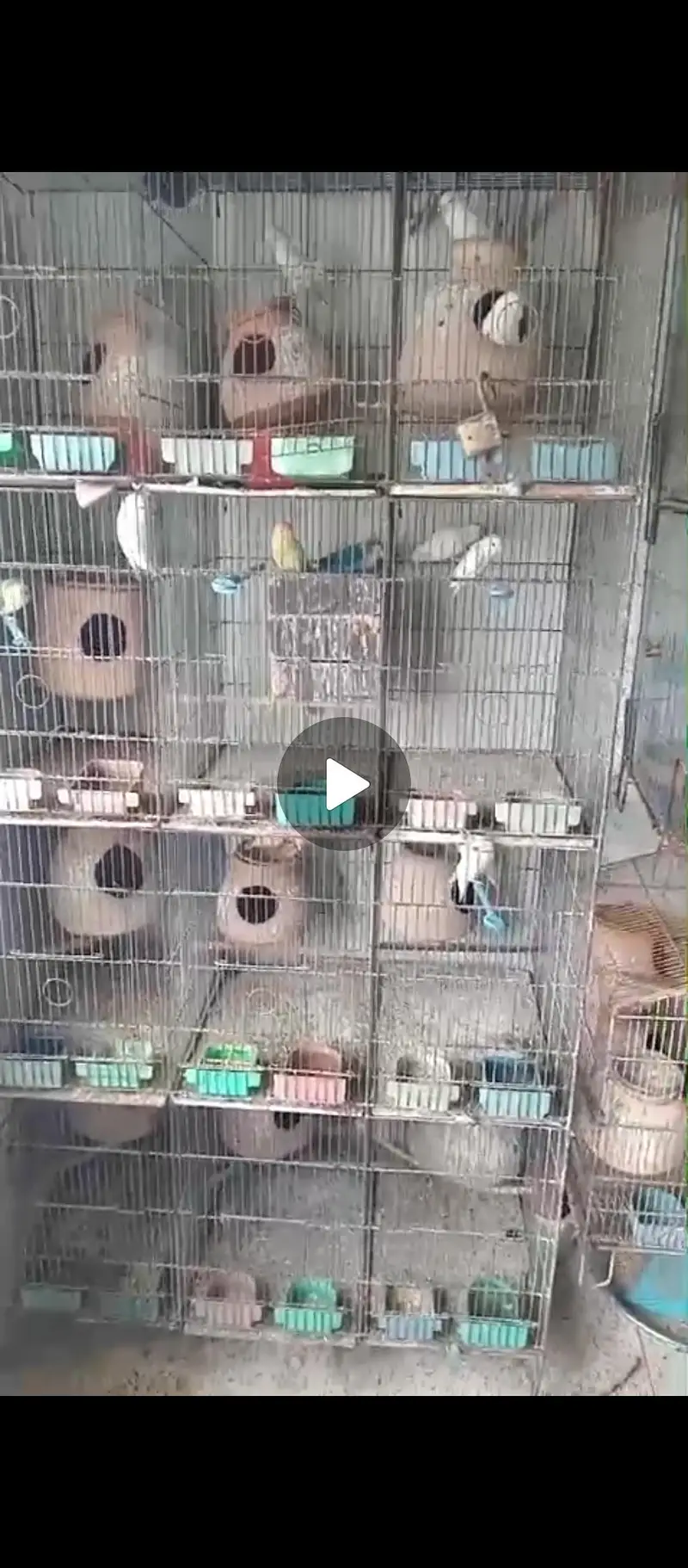 Lovebird Setup for Sale with Cage (NO OLX CHAT) — photo 11