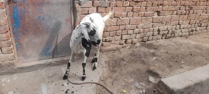achi nasal ki hn 2 bachy dati ha