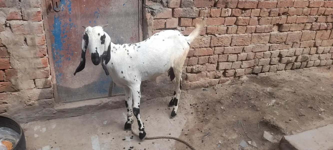 achi nasal ki hn 2 bachy dati ha — photo 2