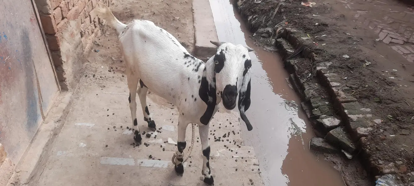 achi nasal ki hn 2 bachy dati ha — photo 3