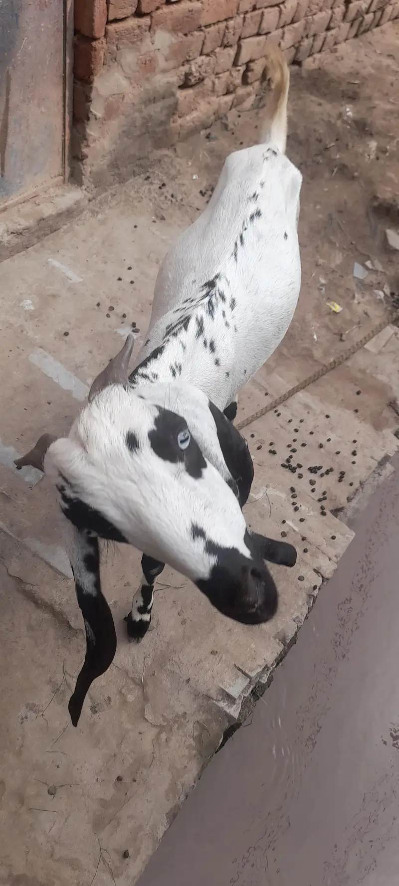 achi nasal ki hn 2 bachy dati ha — photo 4