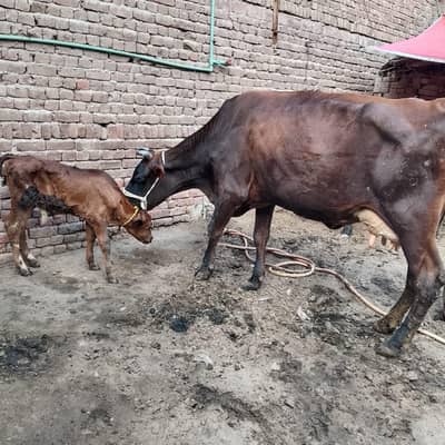 18 kg milk full active and healthy