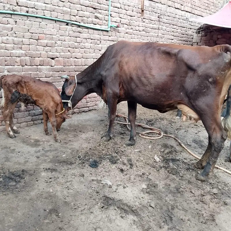 18 kg milk full active and healthy — photo 2