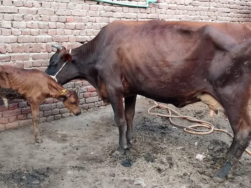 18 kg milk full active and healthy — photo 4