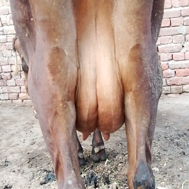 18 kg milk full active and healthy — photo 5