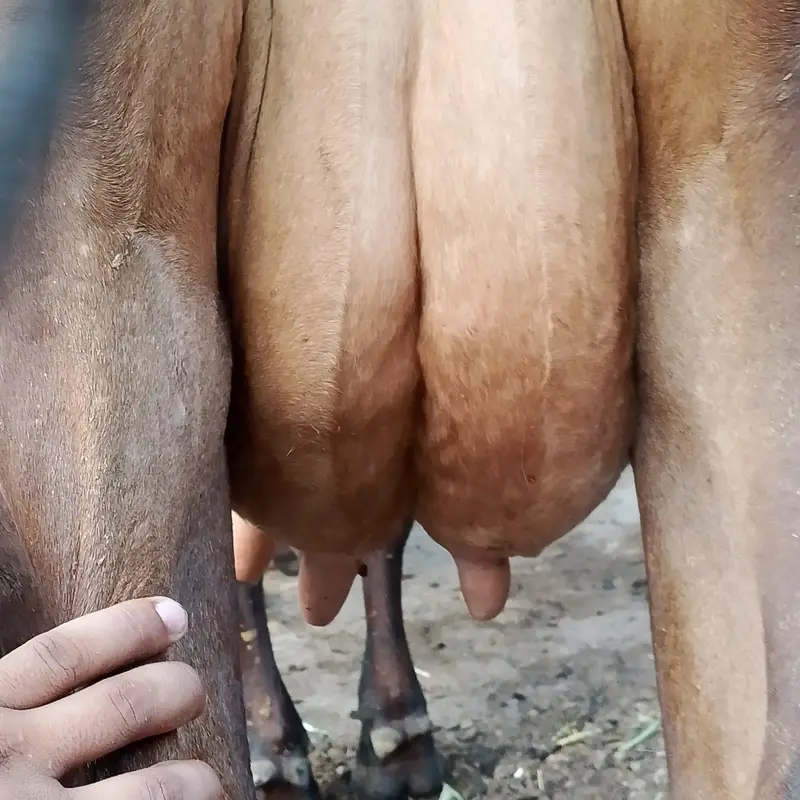 18 kg milk full active and healthy — photo 6