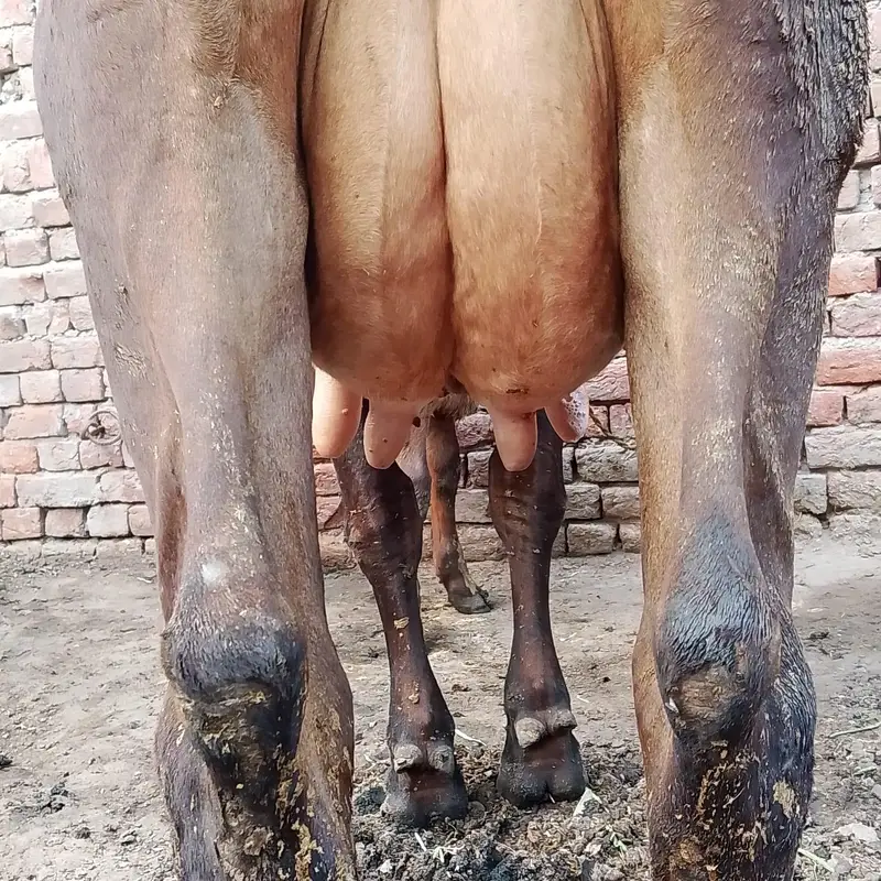 18 kg milk full active and healthy — photo 7