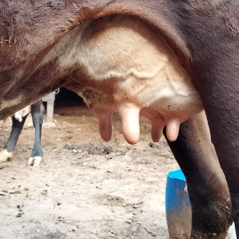 18 kg milk full active and healthy — photo 8
