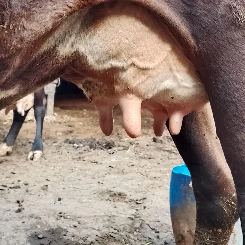 18 kg milk full active and healthy — photo 9