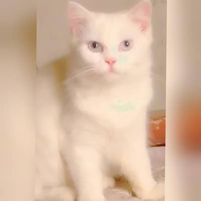 Male Adult Persian Cat for Urgent Sale