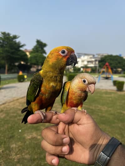 Handtame sun conure parrot / friendly birds