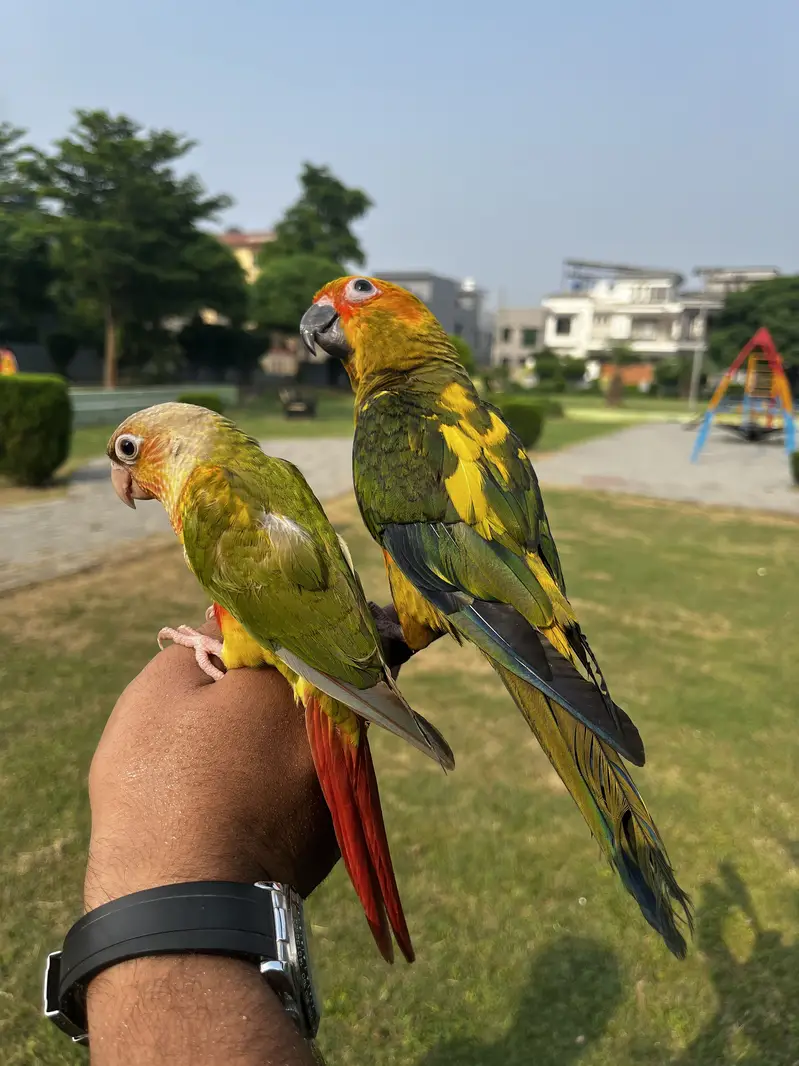 Handtame sun conure parrot / friendly birds — photo 2