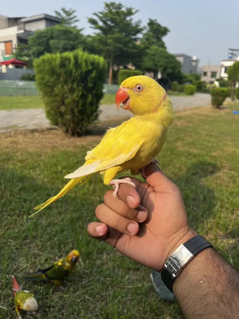 Handtame sun conure parrot / friendly birds — photo 3