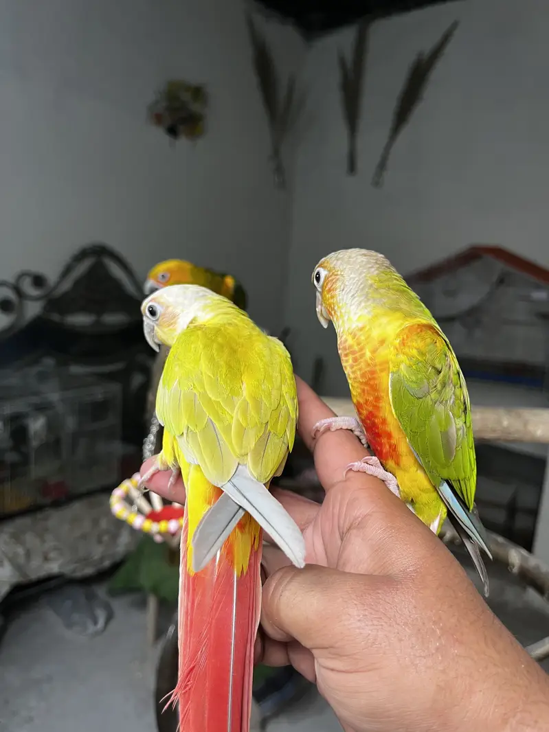 Handtame sun conure parrot / friendly birds — photo 4