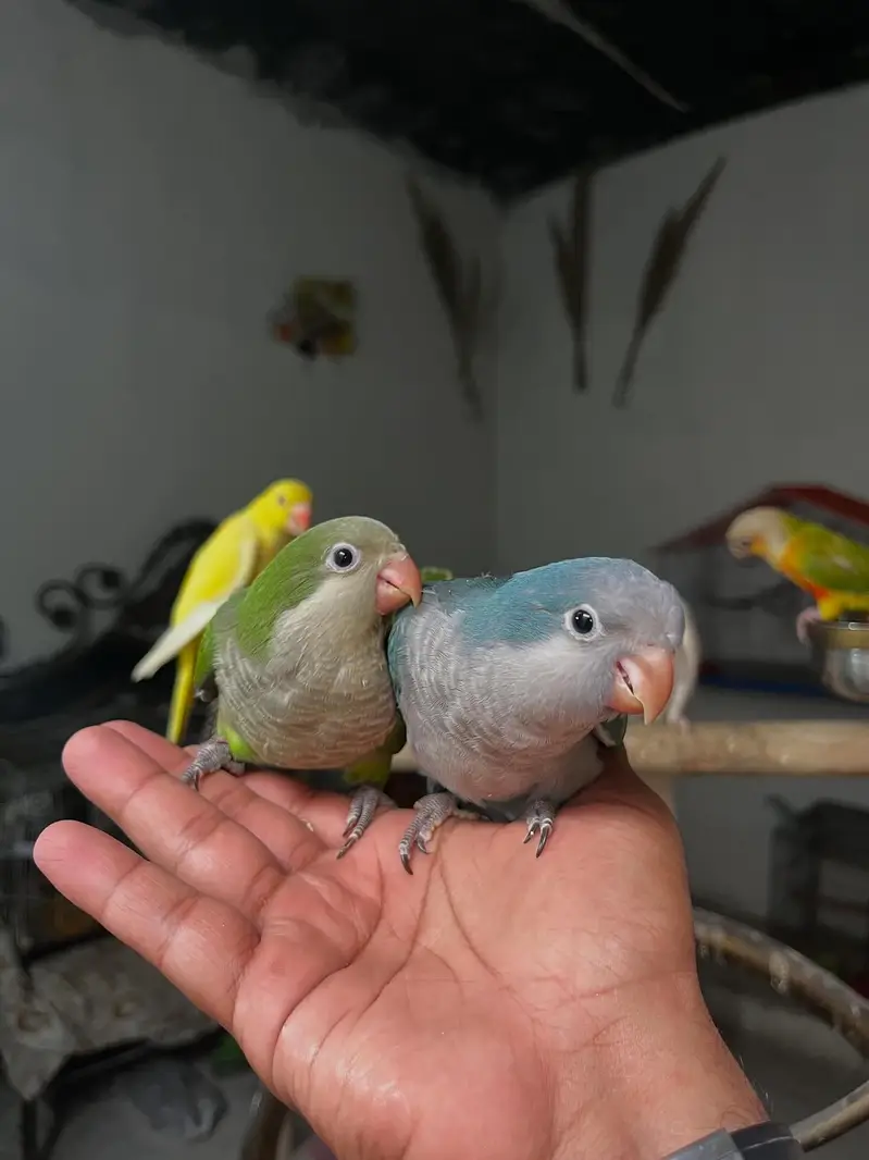 Handtame sun conure parrot / friendly birds — photo 5