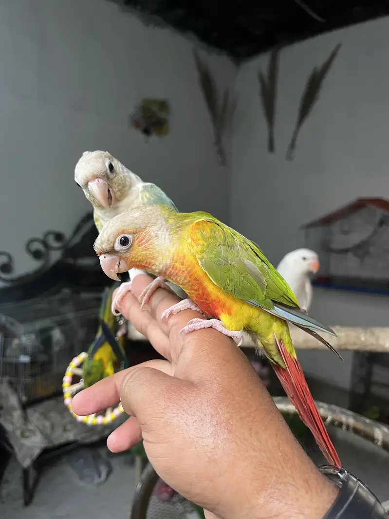 Handtame sun conure parrot / friendly birds — photo 6