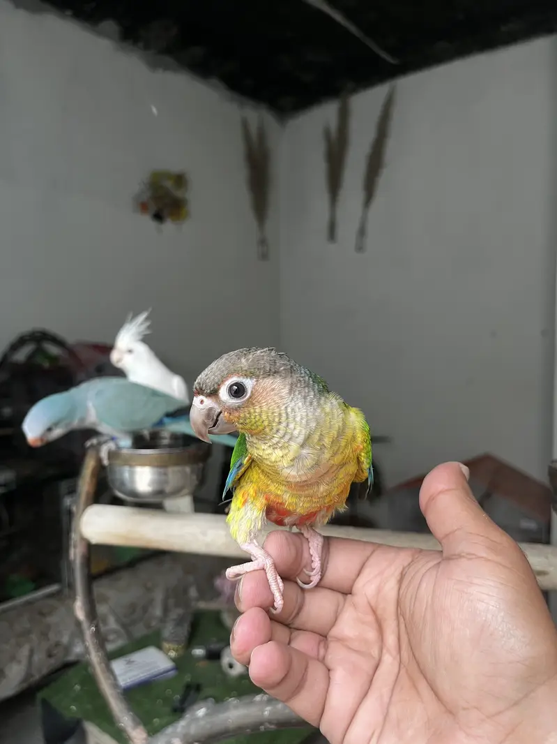 Handtame sun conure parrot / friendly birds — photo 7