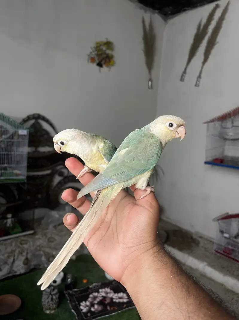 Handtame sun conure parrot / friendly birds — photo 8