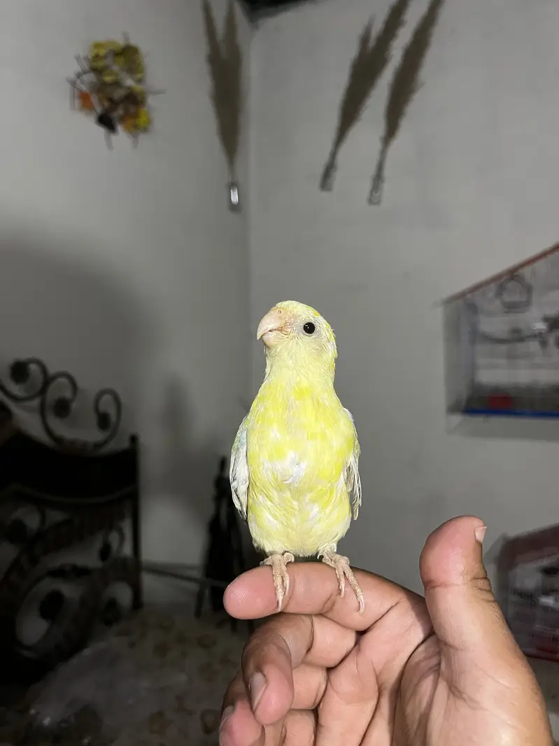Handtame sun conure parrot / friendly birds — photo 9