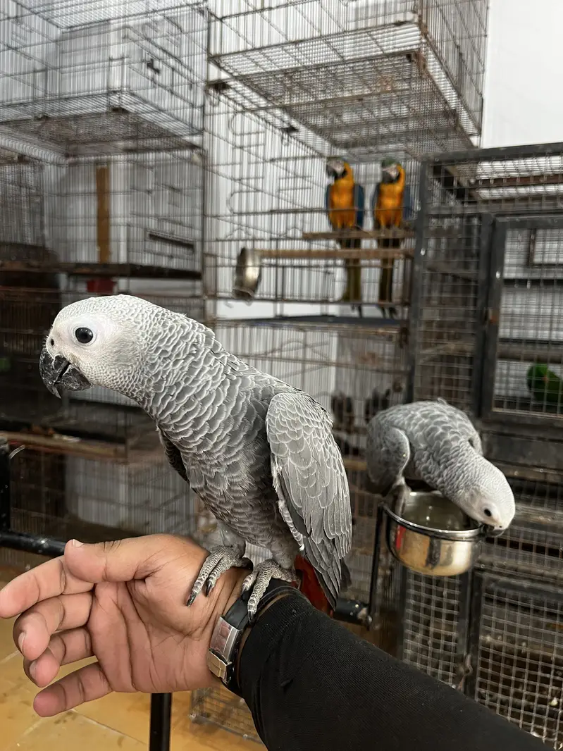 Handtame sun conure parrot / friendly birds — photo 10