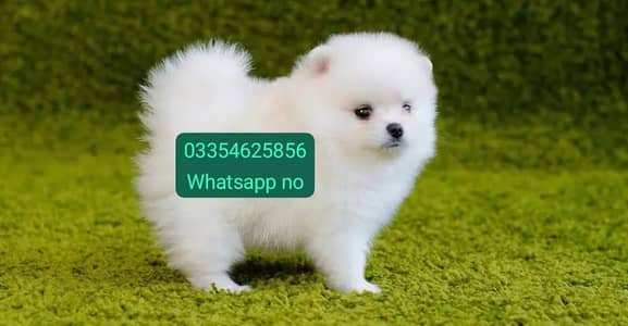 Pomeranian puppies for sale 2 month Age for sale