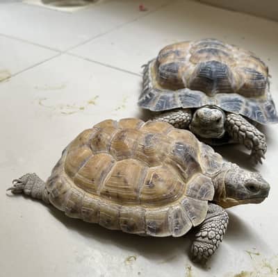 African Spurred Tortoises (Sulcata tortoises/ Turtles)