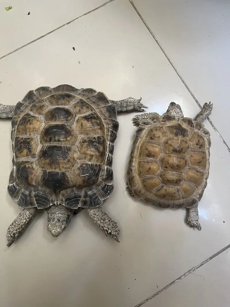 African Spurred Tortoises (Sulcata tortoises/ Turtles) — photo 2