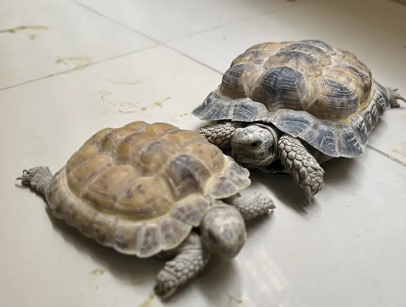African Spurred Tortoises (Sulcata tortoises/ Turtles) — photo 3