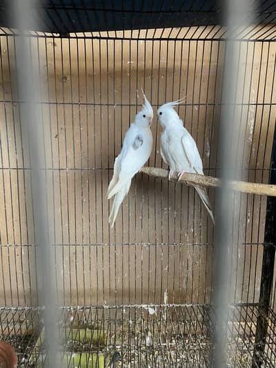 Spotted*V Pearl Pied Young Pair Available