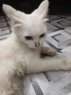 White Persian Cat | Dollar cat — photo 2
