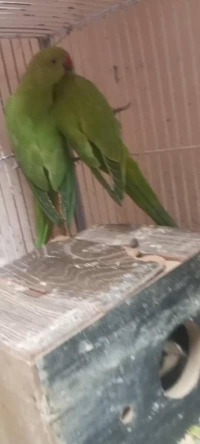 parrots breeder pair urgent 2 female 1 male with cage box egg e
