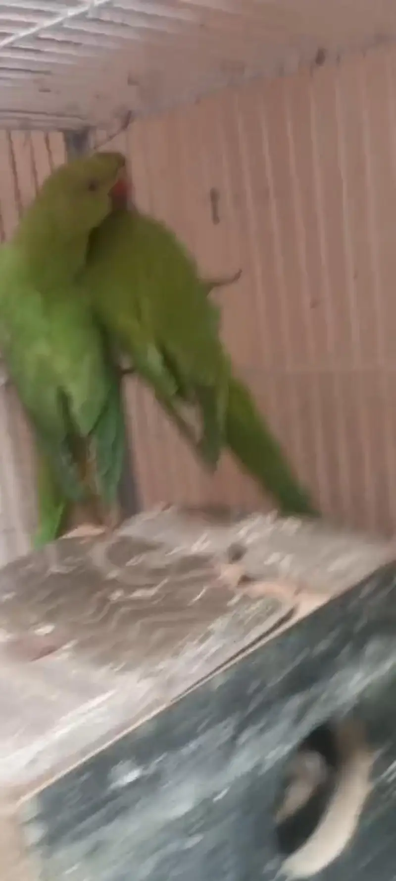 parrots breeder pair urgent 2 female 1 male with cage box egg e — photo 2