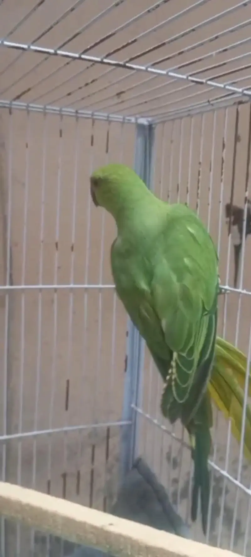 parrots breeder pair urgent 2 female 1 male with cage box egg e — photo 3