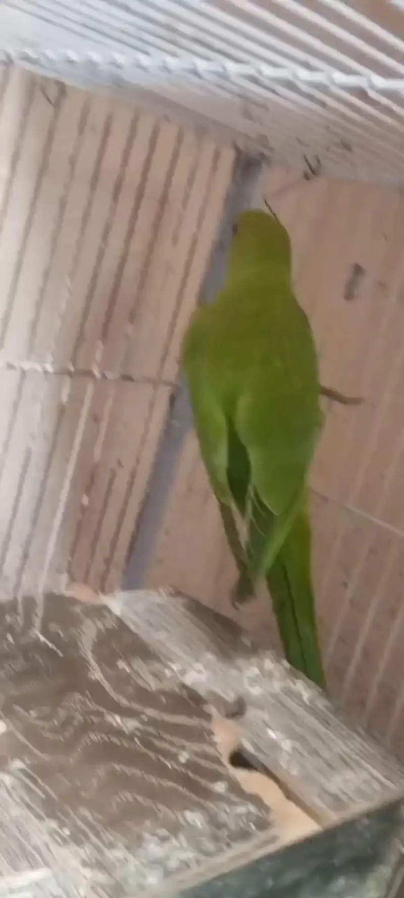 parrots breeder pair urgent 2 female 1 male with cage box egg e — photo 4