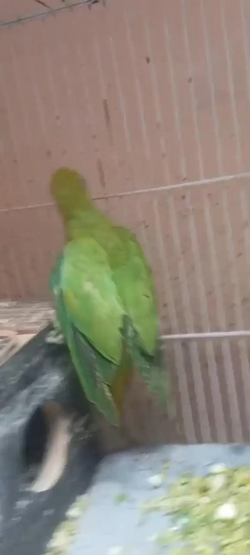 parrots breeder pair urgent 2 female 1 male with cage box egg e — photo 5