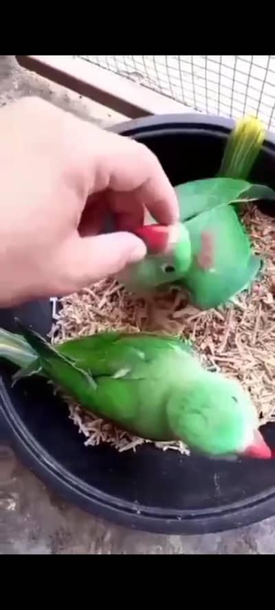 parrots other pair urgent 2 female 1 male with cage box