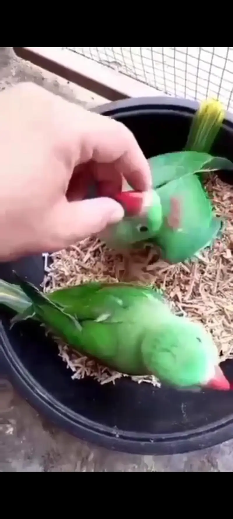 parrots breeder pair urgent 2 female 1 male with cage box egg e — photo 6