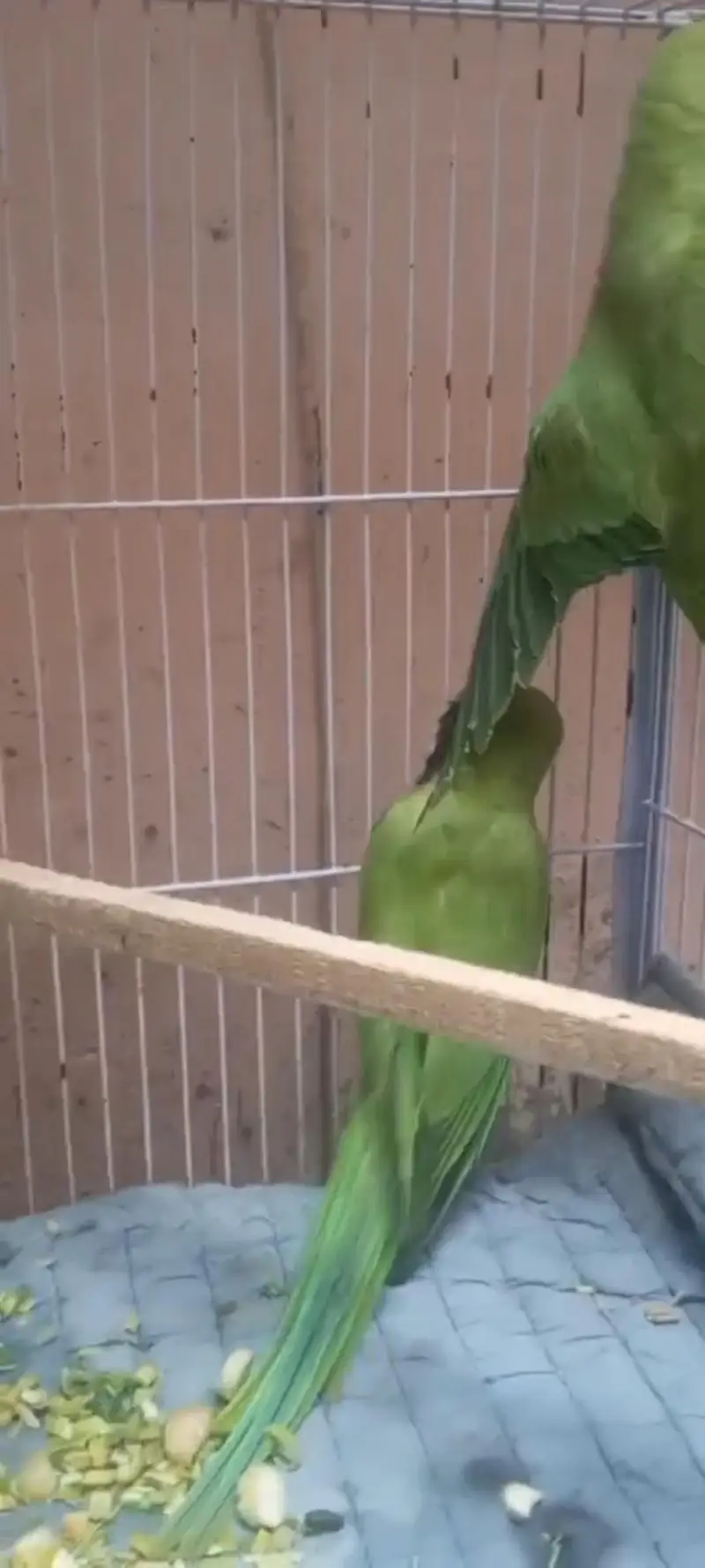 parrots breeder pair urgent 2 female 1 male with cage box egg e — photo 7