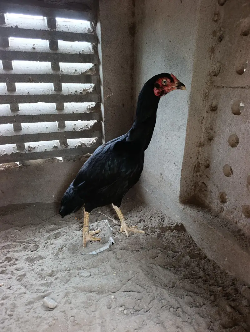 Heera Aseel — photo 2