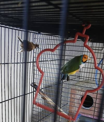 Goldiyan Common finches